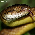 Brown Tree Snake in Goomboora Park<br />Canon EOS 7D + EF70-200 F4L IS +EF1.4xII